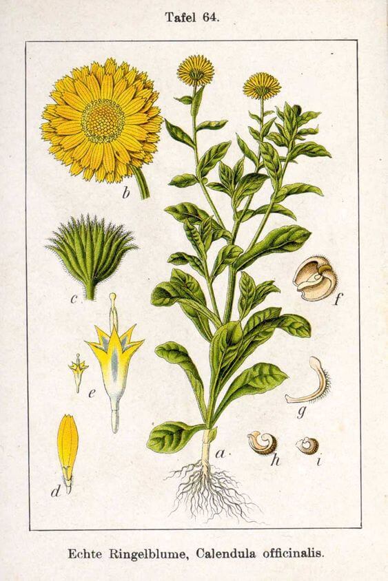 Ayçiçeği