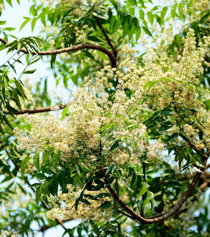 Neem yağı