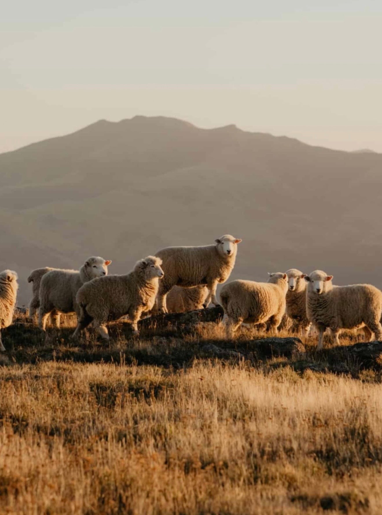 Pureal Saf Yıkanmamış Koyun Yünü | Lanolinli