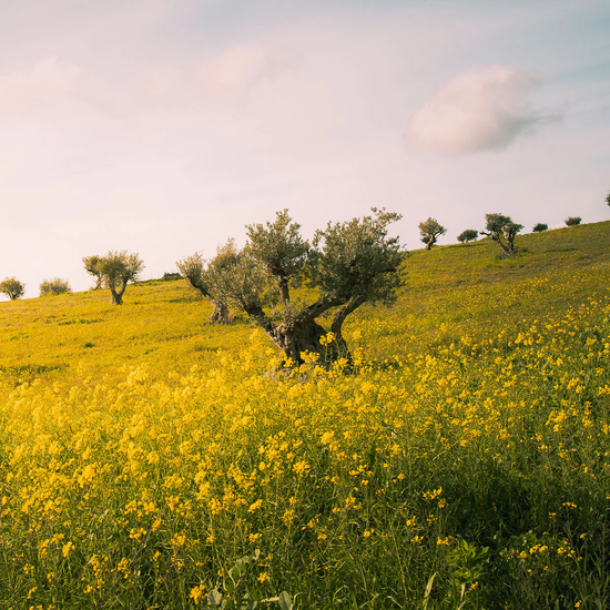 Zeytin ağacı